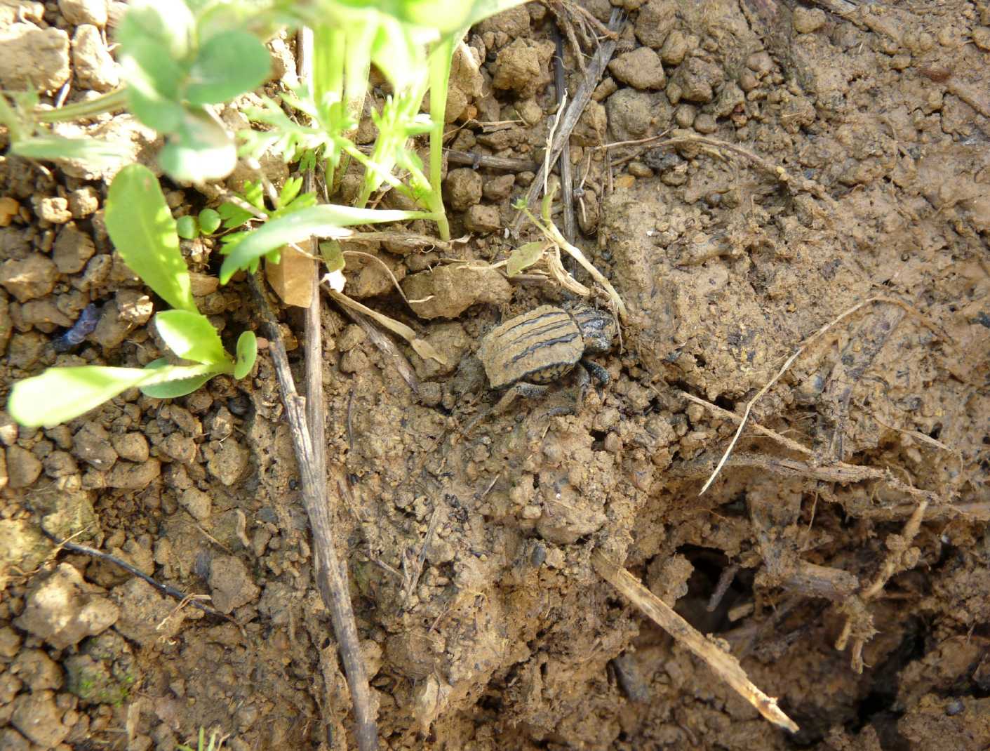 Brachycerus undatus (Brachyceridae)